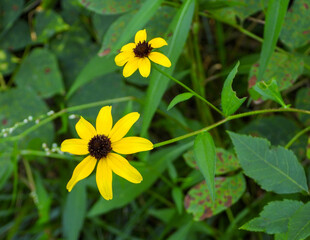Rudbeckia triloba | Brown-eyed Susan | Native North American Wildflower