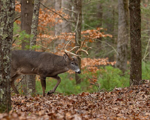 Mature 8 Point buck in the rut in Cades Cove