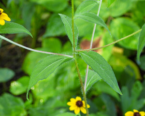 Rudbeckia triloba | Brown-eyed Susan | Native North American Wildflower