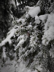 Snow accumulating on pine tree branches in winter forest