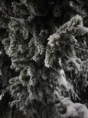 Snow gently dusting pine tree branches in winter wonderland
