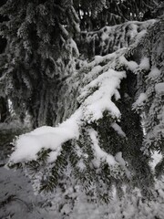 Snow accumulating on pine tree branches in winter forest, czechia