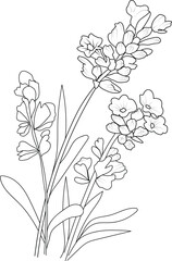 Delicate Lavender tattoo. Lavender vector illustration, beautiful calla flower bouquet, hand-drawn coloring pages and book of artistic, blossom, Lavender, engraved ink art