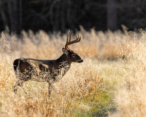 Deer in field at sunrise