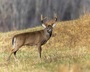 Mature 10 point buck in Cades Cove
