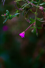 Flora fauna