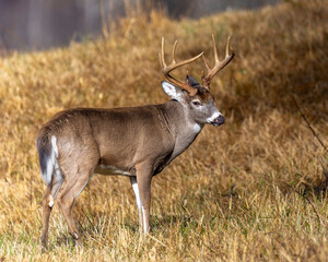 Mature 10 point buck in Cades Cove