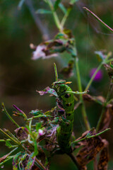 Flora fauna