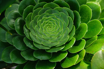 Blattstruktur einer Aeonium-Art