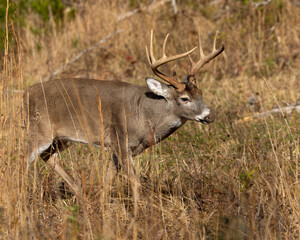 Mature 10 point buck in Cades Cove