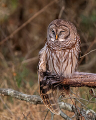 Injured Barred Owl
