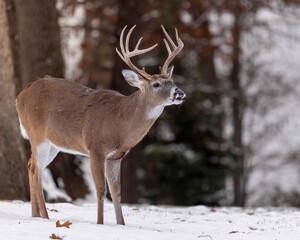 11 point Whitetail buck in snow