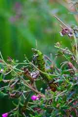 Flora fauna