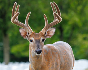 8 Point buck in velvet