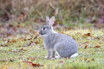 Cute gray rabbit sitting on grass.