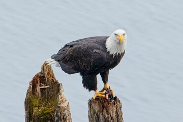 Bald eagle on a piling looks at the camera.