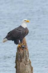 Fototapeta premium Majestic bald eagle on wood post.