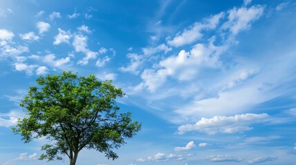 Obraz premium Lonely tree on green meadow under blue sky with white clouds