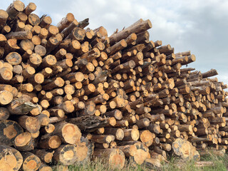 Chopped wood logs stacked high from low angle view