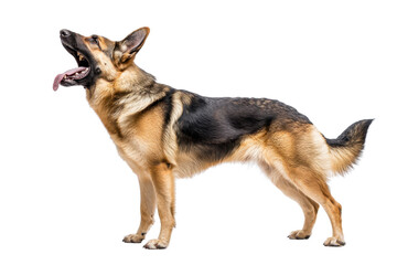 A German Shepherd dog standing gracefully, with its tongue out and ears perked, showcasing its strong and agile physique.