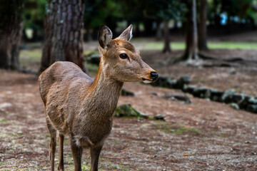 Portrait of a deer in the forest