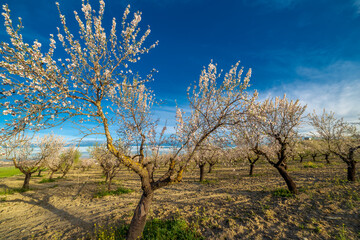 Blossom almond trees on a sunny winter day