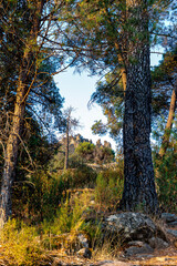 Peña Muñana ras los pinos