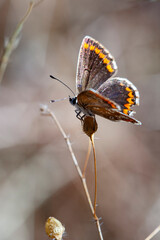 Mariposa sobre un cardo en verano