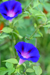 closeup the white blue color annual vine flower growing with leaves and vine in the garden soft focus natural green brown background.