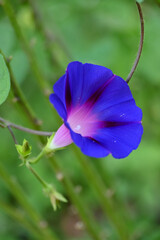 closeup the white blue color annual vine flower growing with leaves and vine in the garden soft focus natural green brown background.