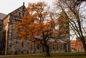 Beautiful tree next Lund Cathedral in Sweden 