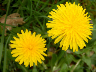 Close up of the head of a Common Dandelion (Taraxacum officinale)
