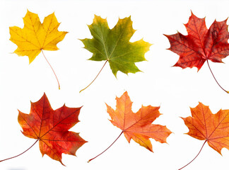 Fototapeta premium Maple Leaves: Vibrant Autumn Foliage