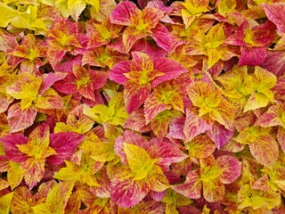 autumn leaves background