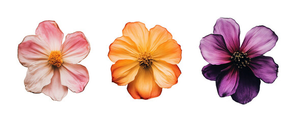 Obraz premium Colorful blooms showcase the beauty of nature with pink, orange, and purple flowers arranged elegantly