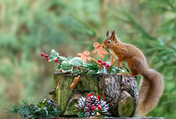 Curious little scottish red squirrel in a festive Christmas scene with decorations in the forest