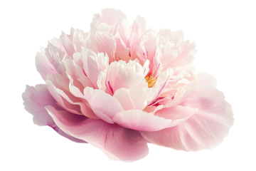 A soft pink peony flower showcasing multiple layers of delicate petals with a central yellow stamen.