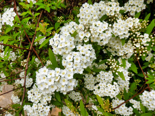 Cascade of white flowers of the shrub Spirea arguta (Brides wreath) 
