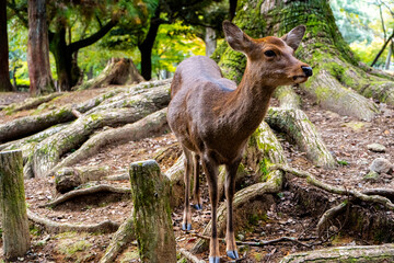 Deer in the woods on an autumn day