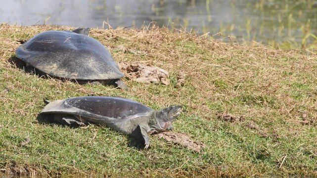 full shot of two Indian softshell turtle or Ganges softshell turtle or Nilssonia gangetica pair basking in sun in winter season a vulnerable species at keoladeo national park bharatpur rajasthan India