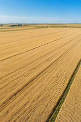 Fototapeta premium Expansive Wheat Field Under Blue Sky