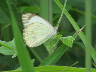 Borboleta na mata.