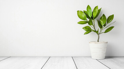 Bright Indoor Plant on Wooden Floor Against White Background