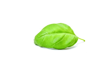 fresh green basil leaves on a white background.