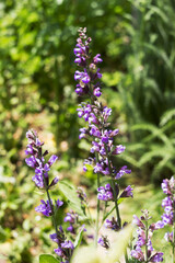 Fototapeta premium Flowering of the medicinal sage (Salvia officinalis), a medicinal plant with purple flowers