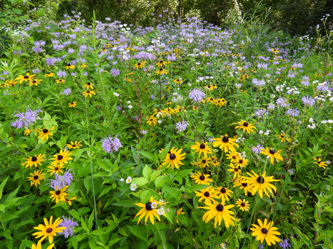 Rudbeckia hirta | Black-eyed Susan | Native North American Prairie Wildflower 
