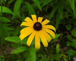 Rudbeckia hirta | Black-eyed Susan | Native North American Prairie Wildflower 