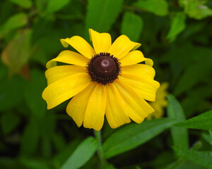 Rudbeckia hirta | Black-eyed Susan | Native North American Prairie Wildflower 