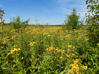 Obraz premium Rudbeckia hirta | Black-eyed Susan | Native North American Prairie Wildflower 