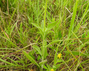 Rudbeckia hirta | Black-eyed Susan | Native North American Prairie Wildflower 